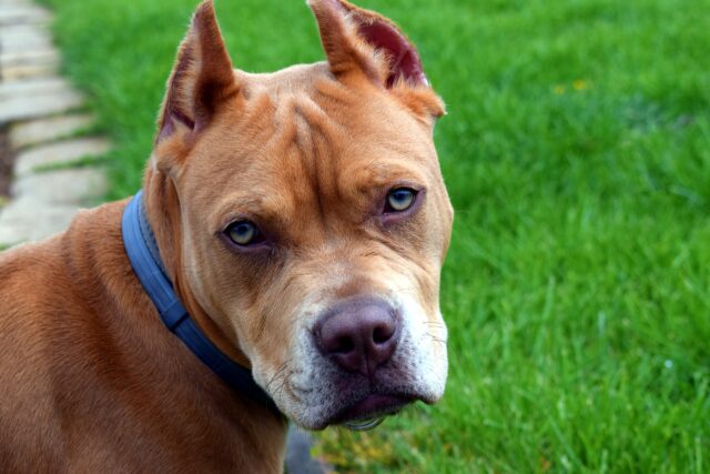 La polizia di Detroit salva un pitbull e i suoi cuccioli che erano stati abbandonati