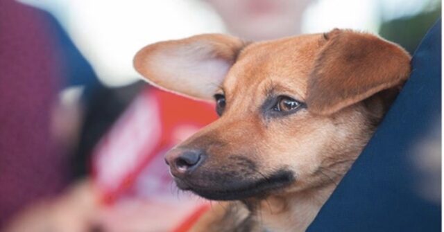 cane randagio russo adottato da tifoso peruviano
