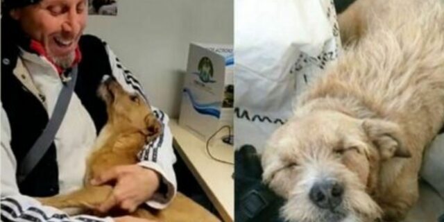 Ciuffo: smarrito a Viterbo e ritrovato 3 anni dopo in Francia, torna a casa a Natale