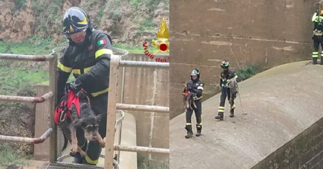 Cagnolino rischia di affogare, ma i Vigili del Fuoco gli salvano la vita (VIDEO)