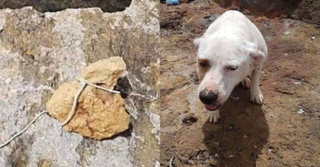 Cagnolona di nome Mia gettata in mare con una pietra legata intorno al collo