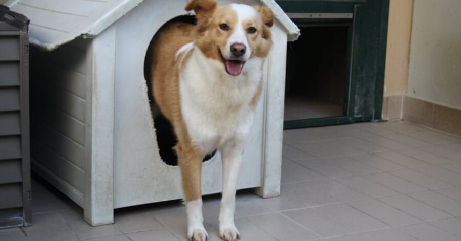 cagnolina nella sua cuccia di legno