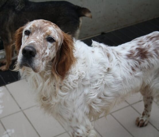 Caruso: dolce Setter salvato dai volontari è in cerca di una casa