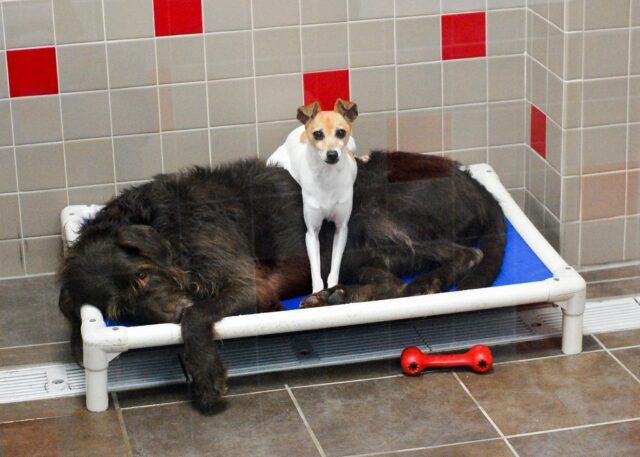 Chewbacca e CC, i due cani che si consolano a vicenda dopo l’abbandono