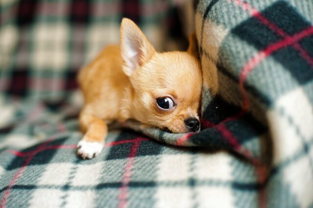 Chihuahua con coperta a quadretti