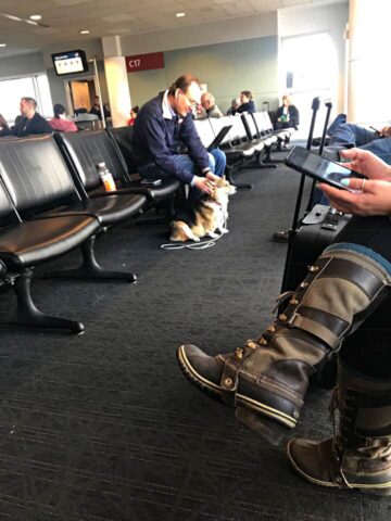 Cora, la cagnolina che ha confortato uno sconosciuto in aeroporto