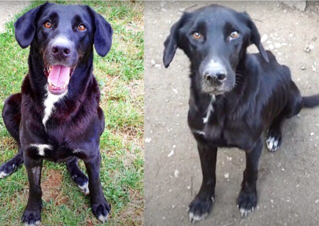 Il salvataggio della cucciola di Labrador Anuka: finalmente è felice