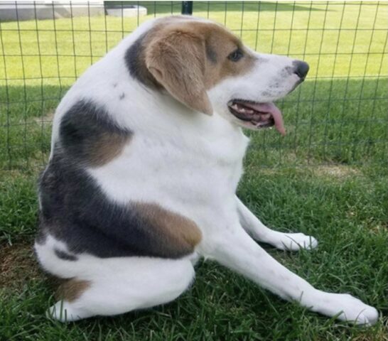 Cooper, il cucciolo di cane nato senza glutei e collo: la sua storia