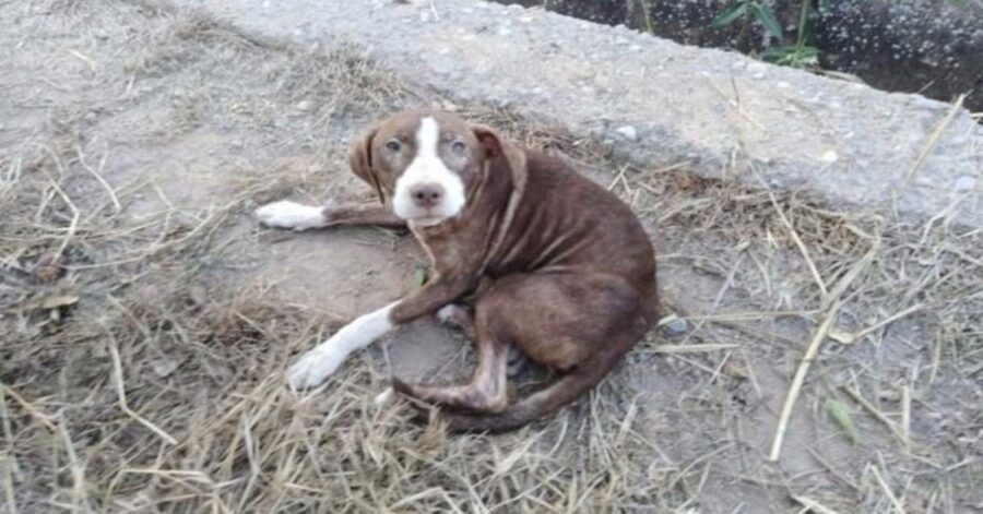 cagnolina randagia