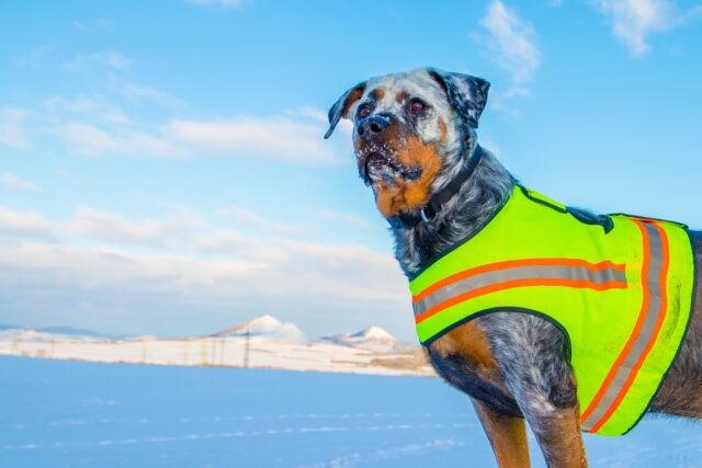 Un boy scout dodicenne salva una coppia con il loro cane