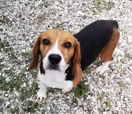 Fanny: tenerissima Beagle sogna una famiglia con cui essere felice