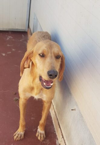 Fred, il cagnolino che non si dà pace è alla ricerca di un’adozione felice