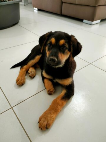 Frodo, il cagnolino trovato sotto il sole cocente cerca una famiglia