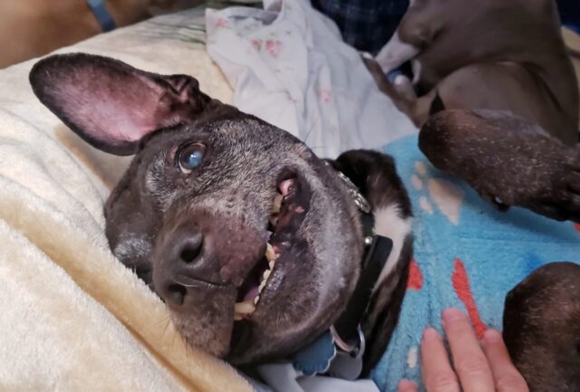 Frodo, l’ultimo dei 51 cani sopravvissuti ai maltrattamenti, è volato sul ponte