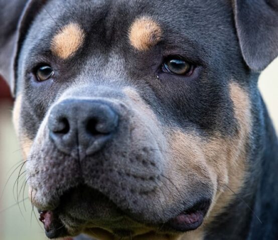 Giulio: Pitbull forte e dinamico desidera una famiglia con cui vivere