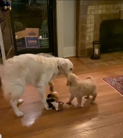 Golden Retriever incontra un nuovo amico per la prima volta (VIDEO)