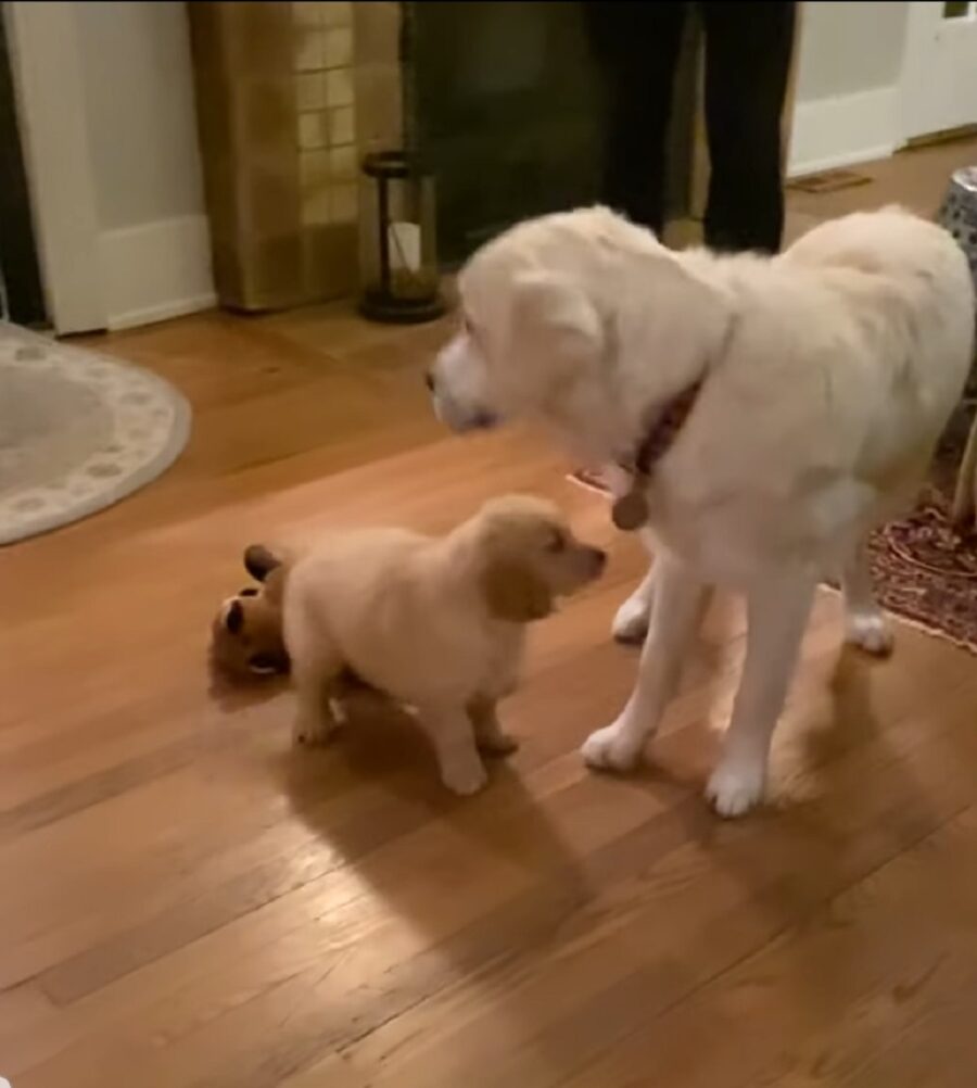 golden retriever incontra un nuovo amico