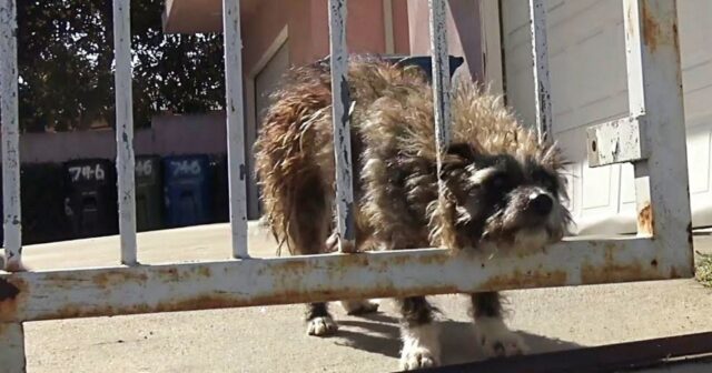 Gossamer, il cagnolino triste e solo, ha cambiato vita grazie ad una coppia