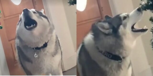 L’Husky con l’abbaio più strano e particolare del web