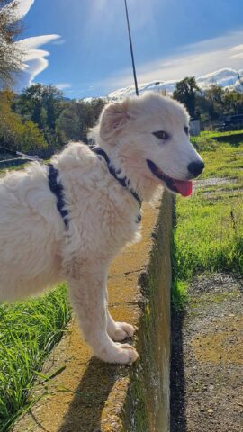 Hally, la cucciola di pastore abruzzese è alla ricerca di una famiglia