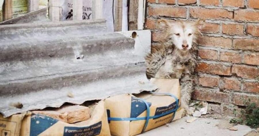 cagnolina spaventata in un angolo