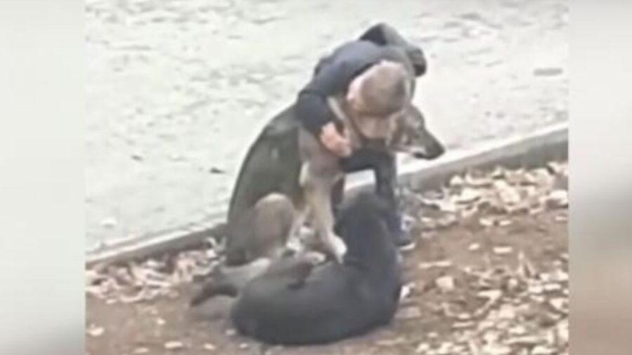 cane randagio si abbracciano forte, credendo che nessuno li stia osservando