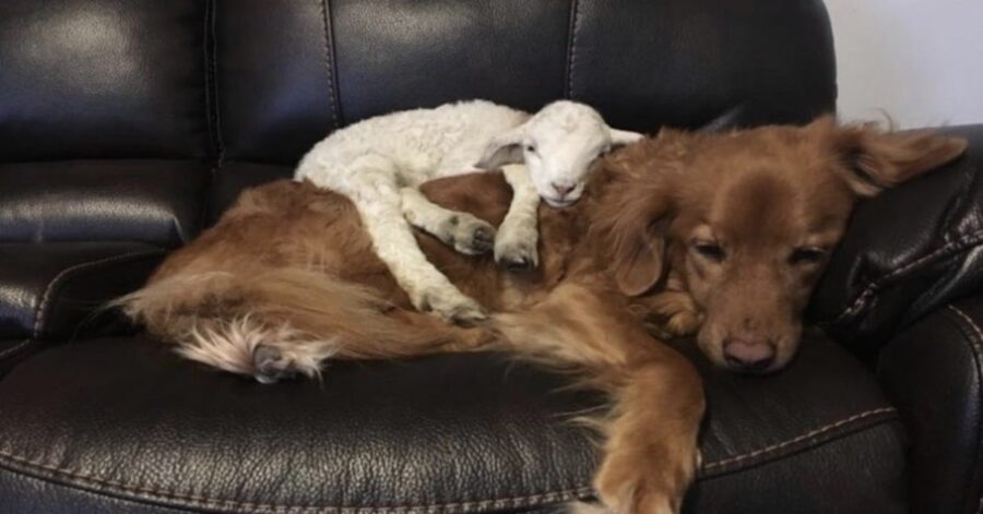 agnello dorme sopra un cane 