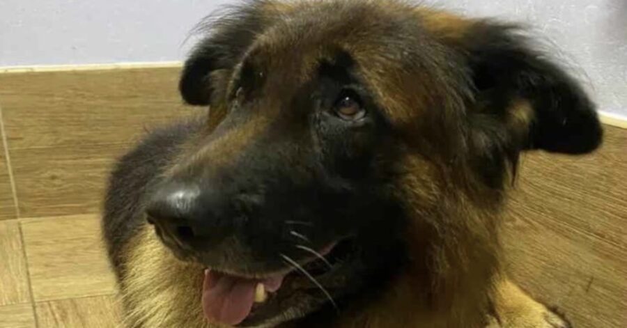 cane si risveglia dopo esser stato sottoposto a eutanasia