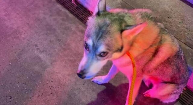 Kola, la cagnolona abbandonata in aeroporto perché sprovvista di documenti