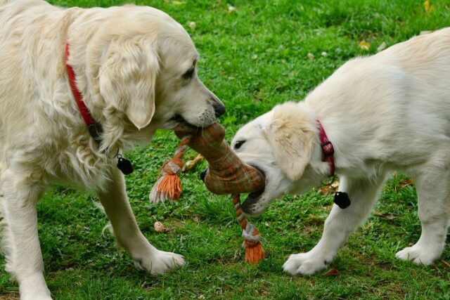 I due Golden Retrievers giocano con la carota: il divertentissimo video