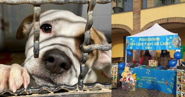 L’associazione “Una luce fuori dal lager” aiuta i cani che vivono in condizioni orribili nei canili