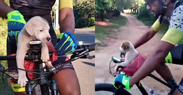 Lorenzo, il cucciolo abbandonato è stato salvato da un ciclista