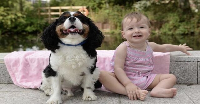 Louie, il cucciolo che ha salvato la vita a una bimba di un anno che stava morendo