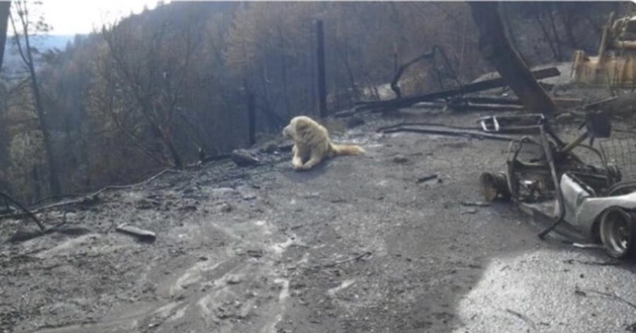 cane aspetta davanti casa incendiata