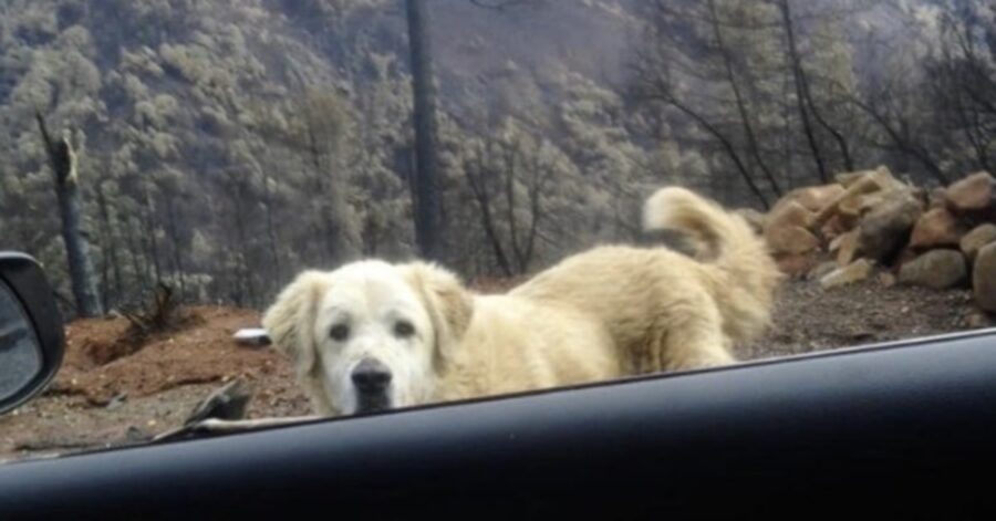 cane visto da un'auto