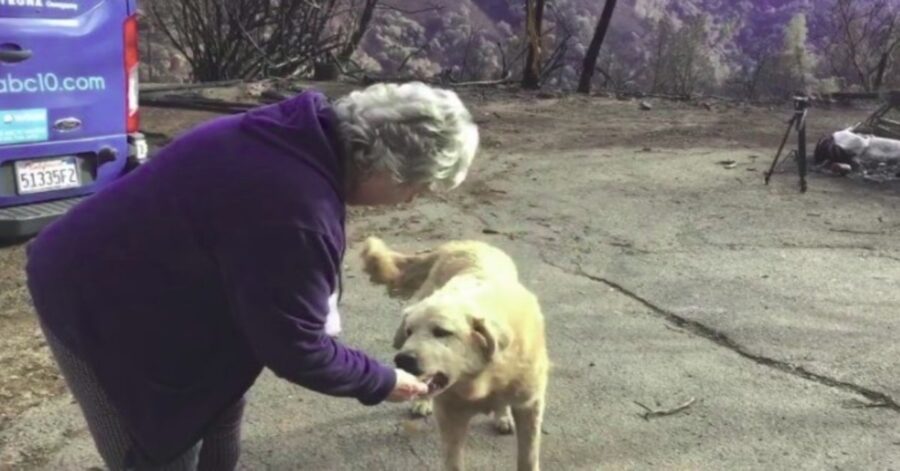 cane ritrova la padrona 