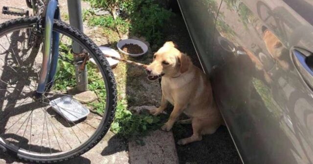 Maggie: abbandonata sotto il sole dell’estate romana e poi adottata da un poliziotto