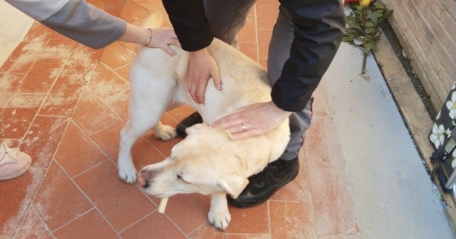 cane guida perso e ritrovato