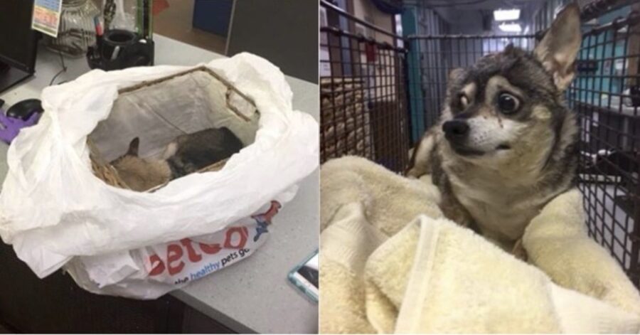 cane trovato in un sacco di plastica