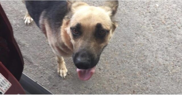 Mercy, la cagnolina abbandonata in una stazione di benzina in Texas