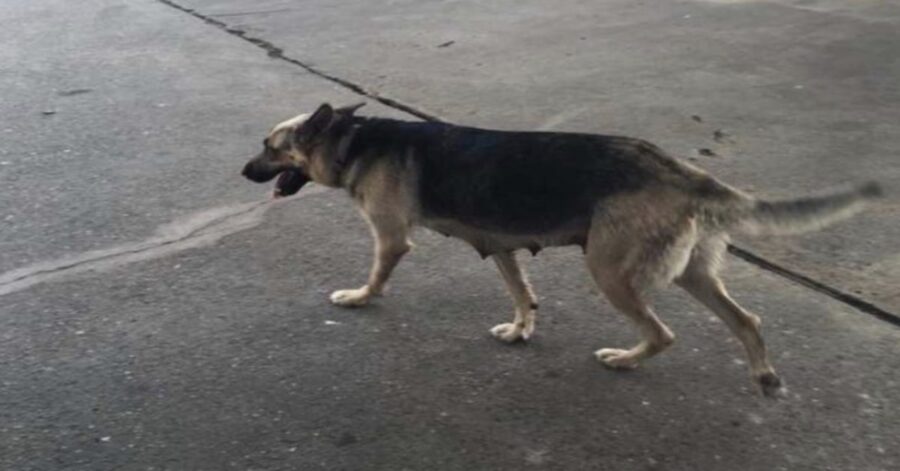 cane lasciato in una stazione di benzina 