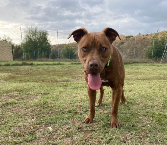 Mila: affettuosa Pitbull dal passato tormentato è in cerca di una casa