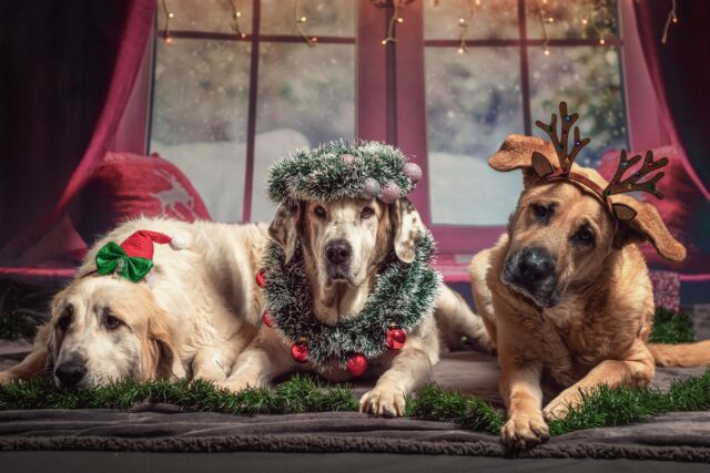 I cani amano ascoltare la musica natalizia: le loro canzoni preferite