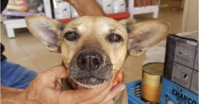 cagnolina meticcia salvata in Cambogia