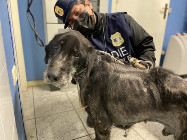 Peter, il cane che è stato trovato sottopeso di 20 kg, è finalmente salvo