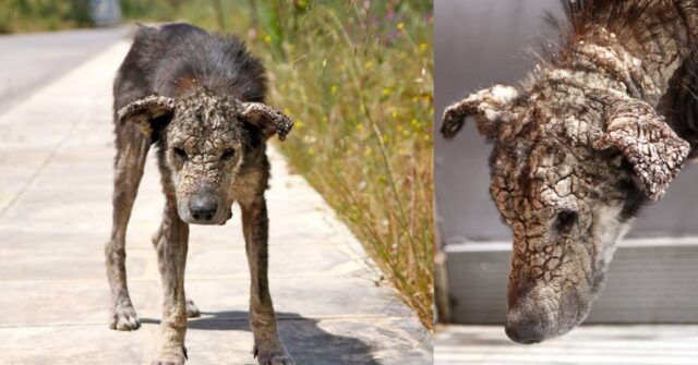 Petra, la cagnolina che si è trasformata dopo essere stata salvata