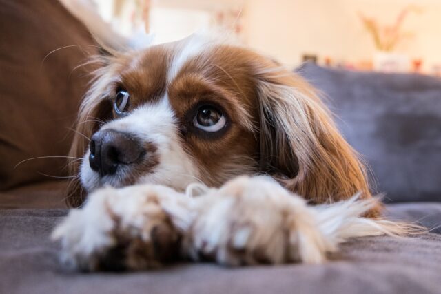 Potato: il cane abbandonato trovato sopra un divano