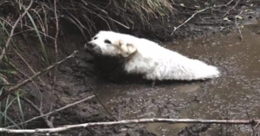 cane nel fango