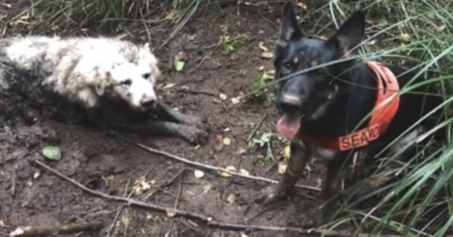 cane di servizio salva altro cane in difficoltà