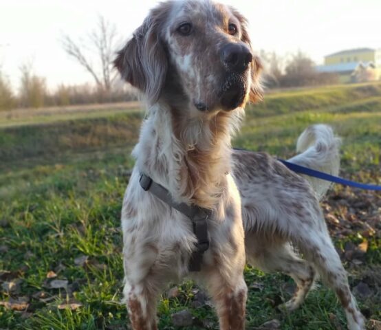 Redò: Setter dallo sguardo dolcissimo è in cerca di una famiglia affettuosa